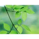 纳米二氧化钛分散液图片