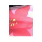 布料贴TPU膜图片